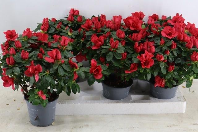 <h4>RHODO SI OV</h4>