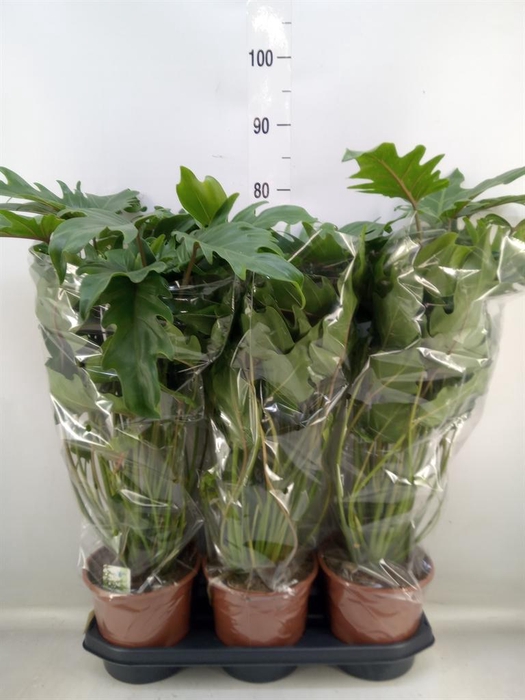 <h4>Philodendron xanadu</h4>