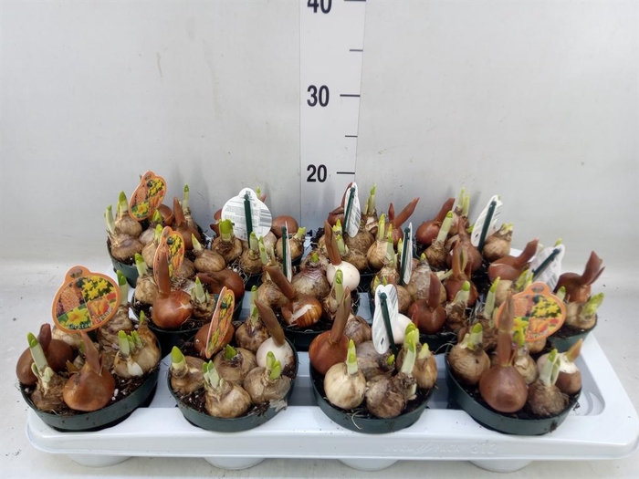 <h4>Bolbloemen ...mix in pot</h4>