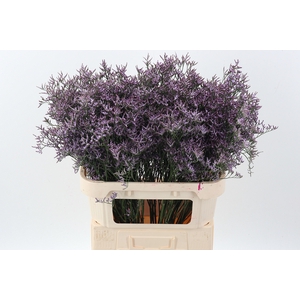 Lim Saf Lilac