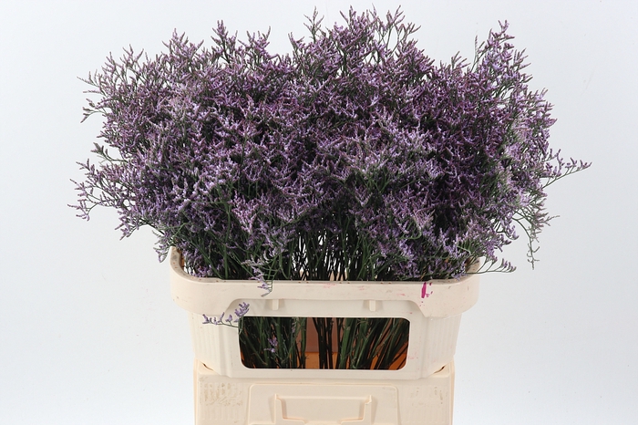 <h4>Lim Saf Lilac</h4>