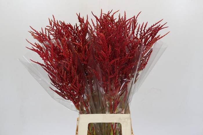 <h4>Bromelia Red Paloma</h4>