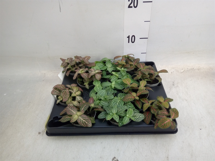 <h4>Fittonia   ...mix 4</h4>