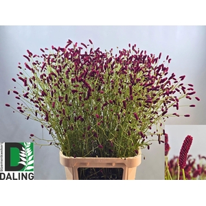 SANG CANGS CRANBERRY