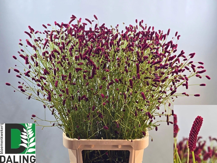 <h4>SANG CANGS CRANBERRY</h4>