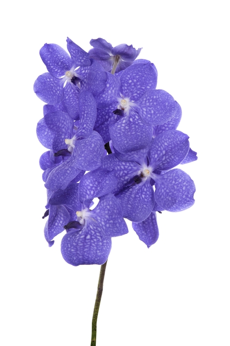 <h4>Vanda Light New Blue</h4>