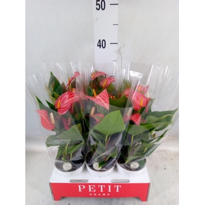 Anthurium andr. 'Livium Red Mirco'