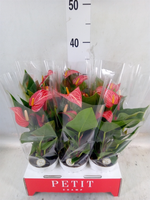 <h4>Anthurium andr. 'Livium Red Mirco'</h4>