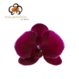 Phal Velvet Janet 25 Flowers