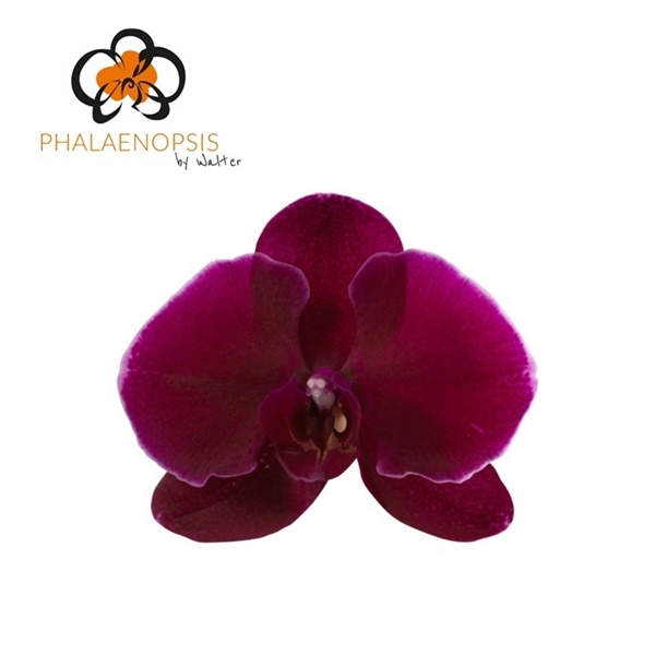 <h4>Phal Velvet Janet 25 Flowers</h4>