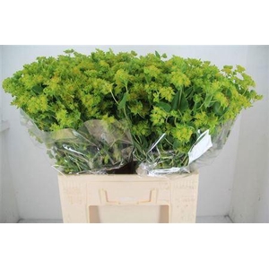 Bupleurum Rotundifolium