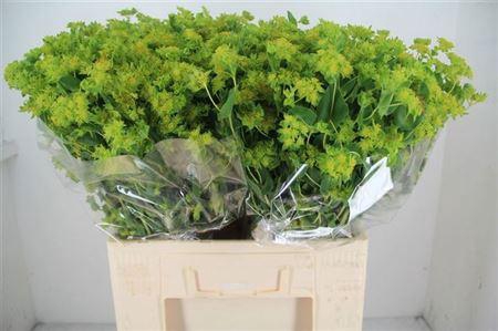 <h4>Bupleurum Rotundifolium</h4>