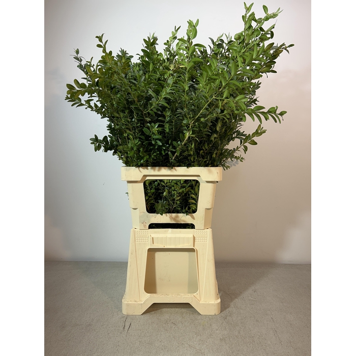 <h4>BUXUS SEMP PB</h4>