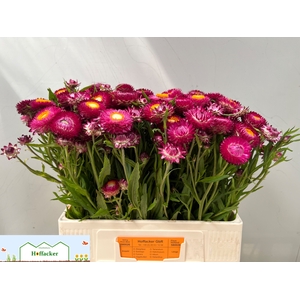 HELICHRYSUM OV
