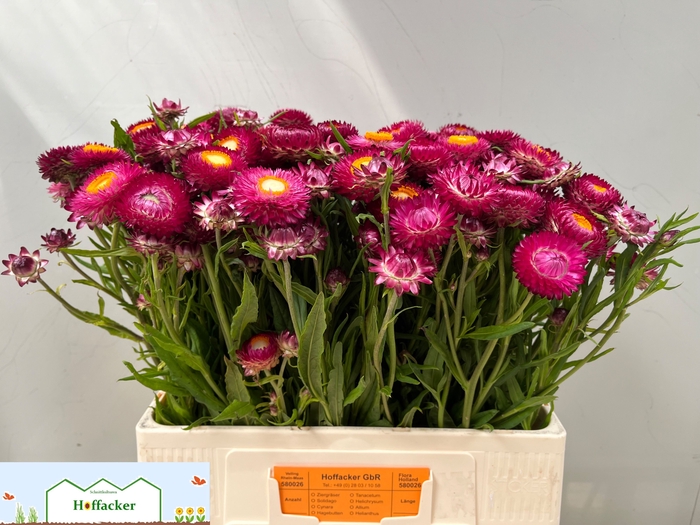 <h4>HELICHRYSUM OV</h4>