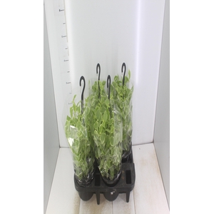 PEPEROMIA SCANDENS C21