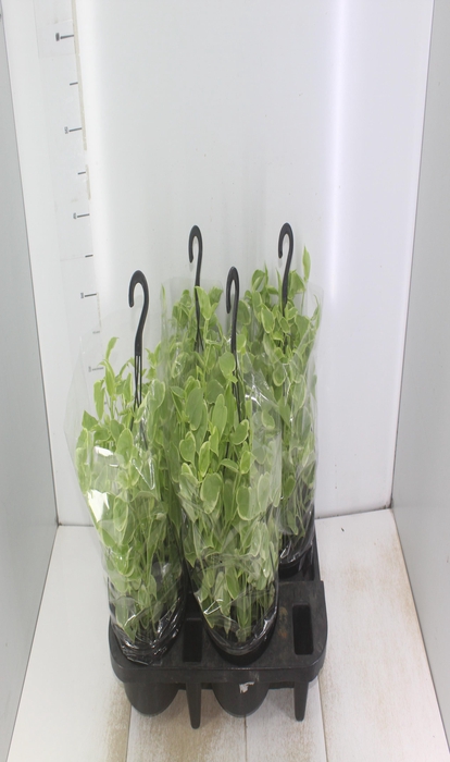 <h4>PEPEROMIA SCANDENS C21</h4>