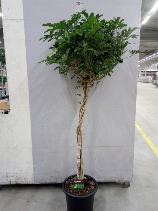 <h4>Schefflera arbor. 'Compacta'</h4>