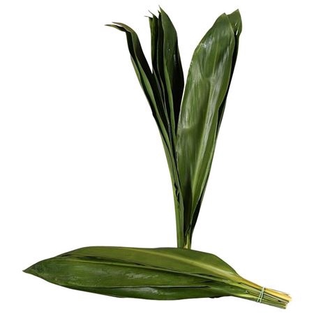 <h4>CORDELINE GREEN TIE</h4>
