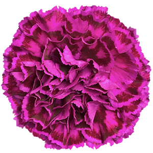 <h4>DIAN.ST. Nobbio Violet</h4>