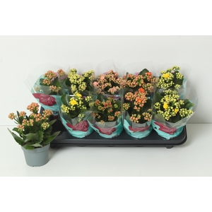 KAL GE PERF GEM 4 KL