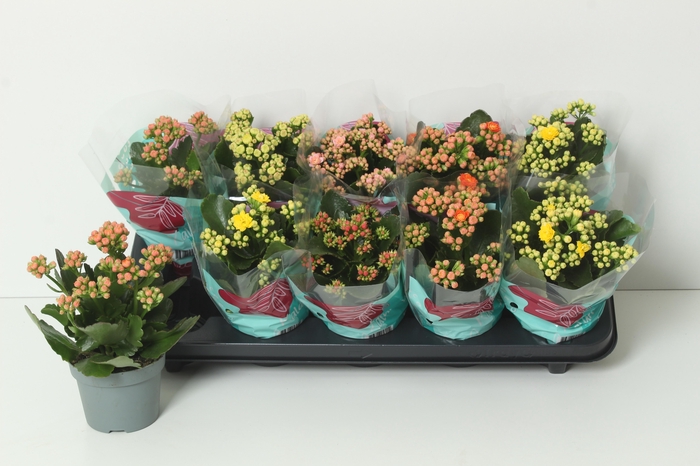 <h4>KAL GE PERF GEM 4 KL</h4>