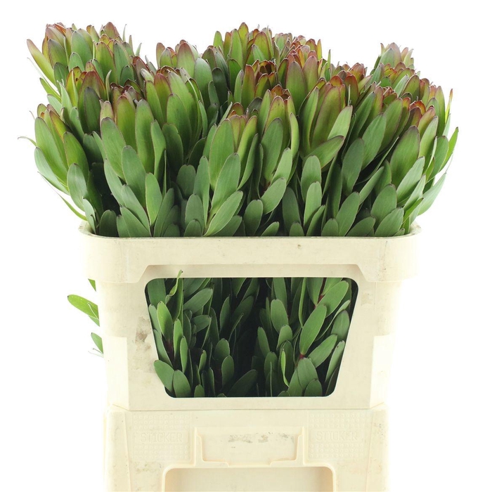 <h4>LEUCAD SAF GOLDSTRIK</h4>