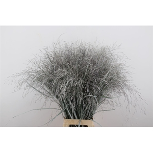 Siergras Panicum Kbh White P Stem