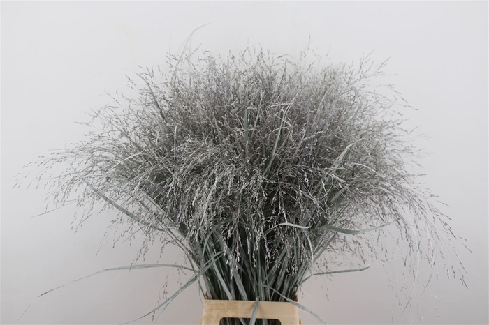 <h4>Siergras Panicum Kbh White P Stem</h4>