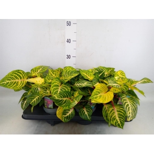 Iresine herbstii 'Rich Goldstar'