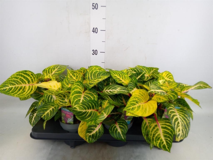 <h4>Iresine herbstii 'Rich Goldstar'</h4>