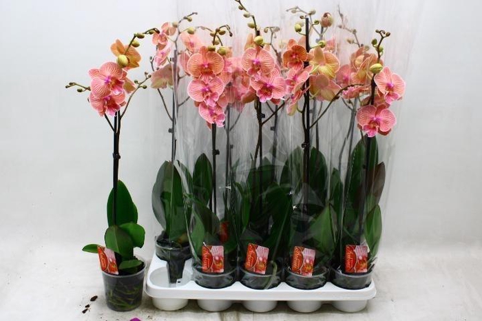 <h4>PHAL OV ORANJE</h4>