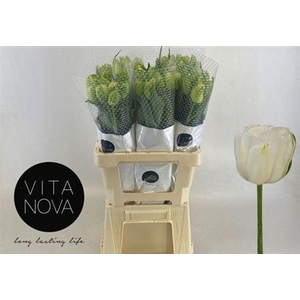 Tu Du Maureen Double