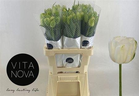 <h4>Tu Du Maureen Double</h4>