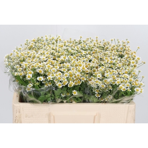 Tanacetum Pa Single Vegmo