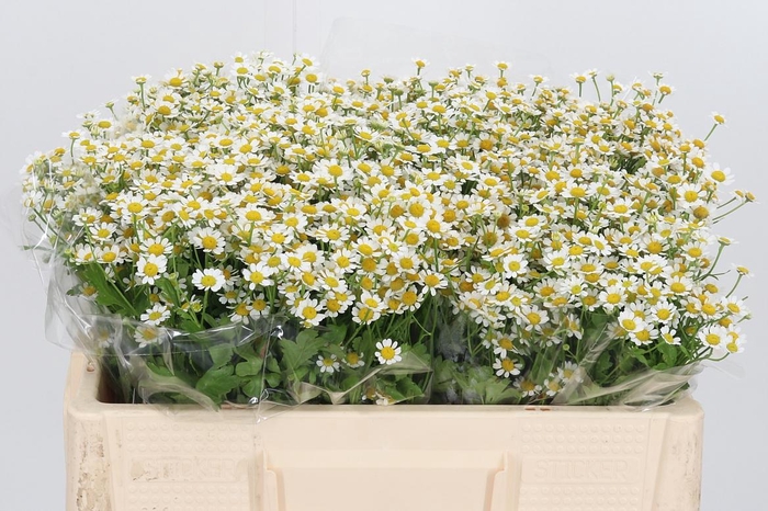 <h4>Tanacetum Pa Single Vegmo</h4>