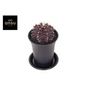 Gymno Cactus 'Purple Black'
