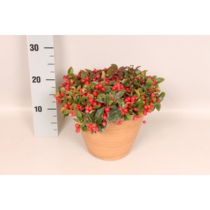 Arr 21 Gaultheria procumbens