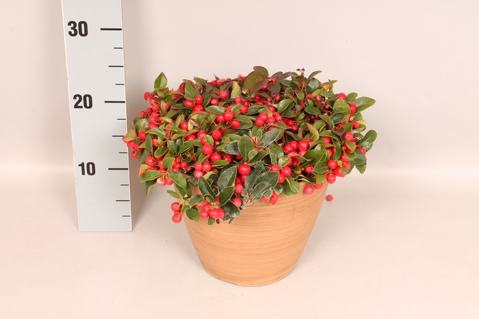 <h4>Arr 21 Gaultheria procumbens</h4>