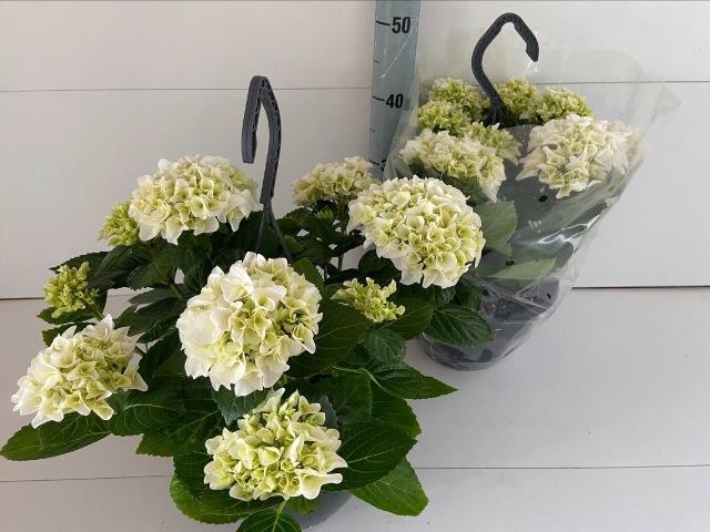 <h4>HYDR M HI WHITE SUN</h4>