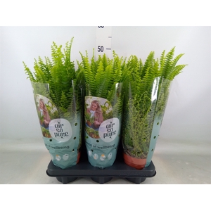 Nephrolepis exal. 'Green Lady'