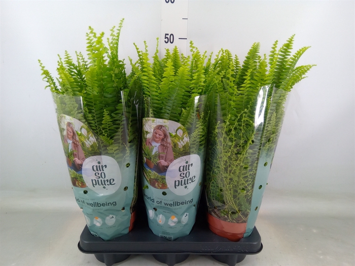 <h4>Nephrolepis exal. 'Green Lady'</h4>