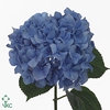 Hydrangea pimpernel