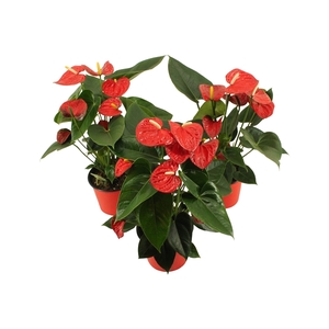 Anthurium XL.17 Easy Red pot 14cm (LET OP IS EASY RED!)