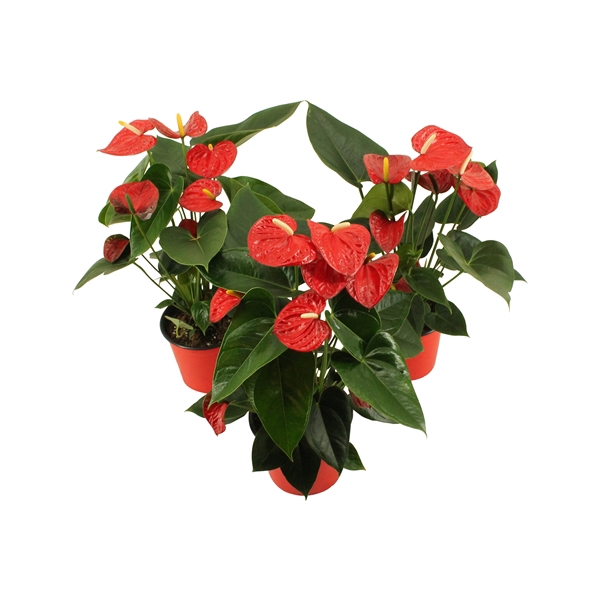 <h4>Anthurium XL.17 Easy Red pot 14cm (LET OP IS EASY RED!)</h4>