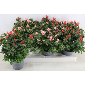 RHODO SI GEM