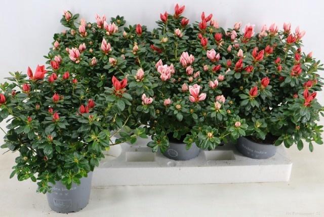 <h4>RHODO SI GEM</h4>