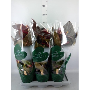 Anthurium andr. 'Delicata'