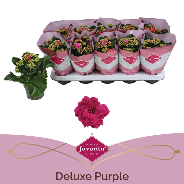 <h4>Kalanchoe Double Deluxe Purple Stadium 1</h4>