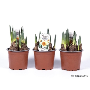 NARCISSUS INCOMPARABILIS